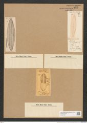 Navicula arctica Cleve (de-Toni-Nr.: Genus 1, Species 358) Zeichnungen Sammlung Grunow Nr. 803 (NHMW-BOT-W0367227)